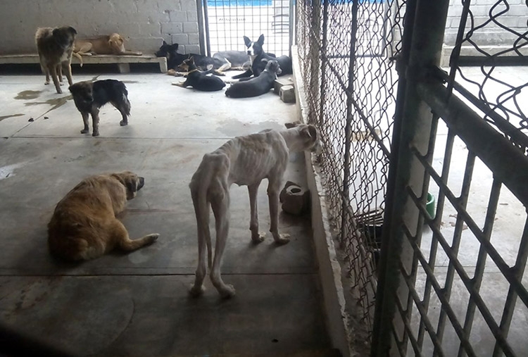 FOTOS: Exhiben sufrimiento de perros en antirrábico de Puebla