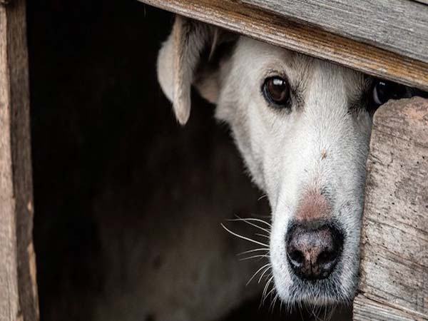 Congreso de Puebla propone hasta 2 años de cárcel por maltrato animal