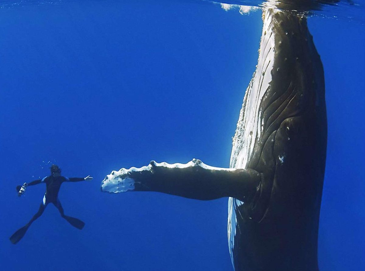 Ballena saluda a buzo en Hawaii