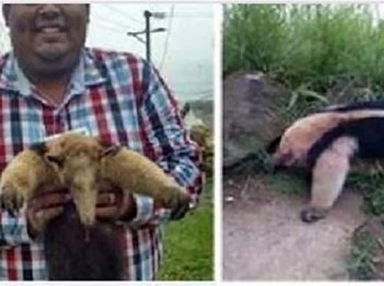 Profepa decomisa piel de oso hormiguero tras denuncia en Facebook