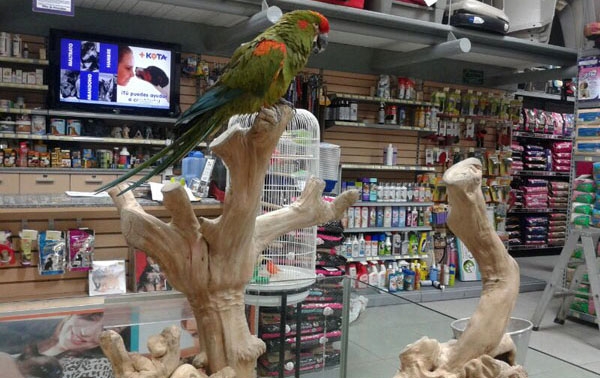 Sancionan con 4 mdp a tiendas +Kota por vender especies en extinción