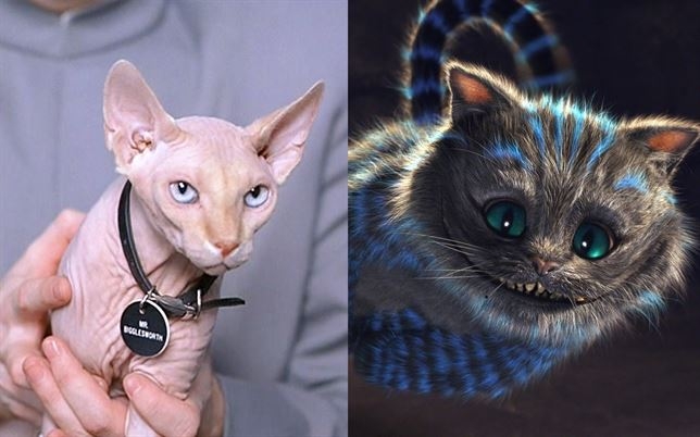 Los 10 gatos más famosos y extraños del cine