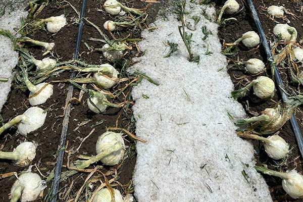 En menos de 10 días indemnizarán a afectados por granizadas en Felipe Ángeles y Quecholac