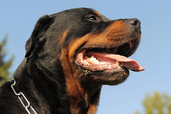 Perros atacaron a ladrón que intentó robar un taller mecánico de Puebla