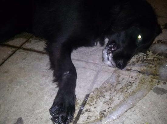 Matan a perros callejeros con pollo envenenado en Hidalgo