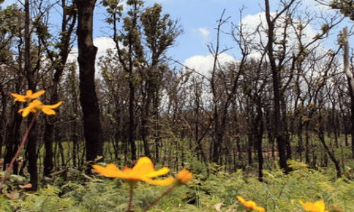 México cuenta con 176 áreas naturales protegidas