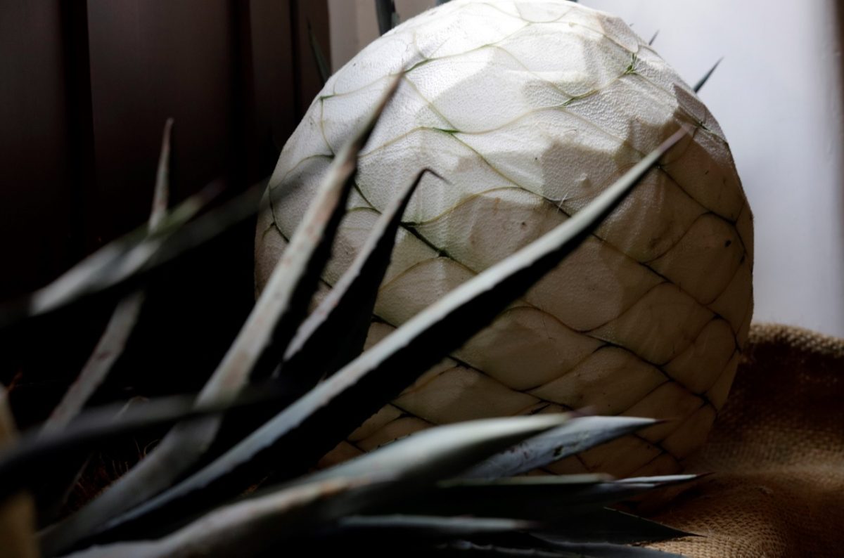 Don Ramón proyecta en Puebla destiladora mezcalera más grande de AL
