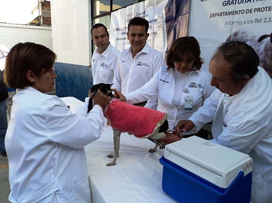 Conoce los módulos de la Semana de Vacunación Antirrábica Canina en Puebla