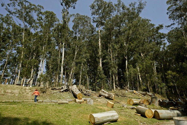 Puebla perdió el 27% de sus bosques en los últimos 30 años