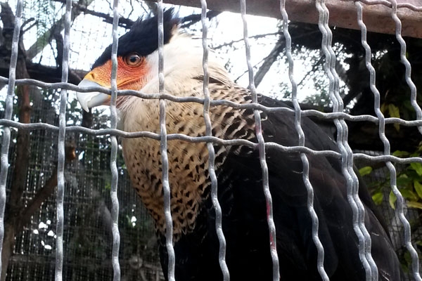 Profepa rescata 316 ejemplares maltratados en el Aviario de Puebla