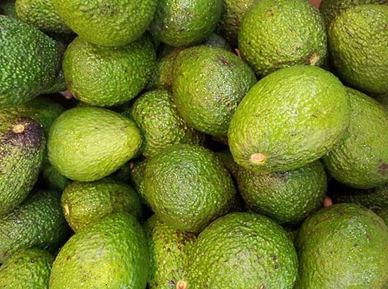 Mexicano desarrolla plástico a partir de aguacate