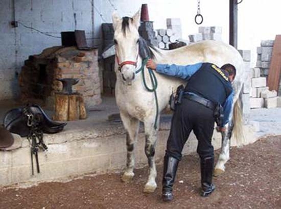 Caballo de la Policía de Chihuahua mata de una patada a niña de 2 años