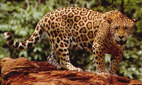 México, Guatemala y Belice crearán área de protección para jaguares