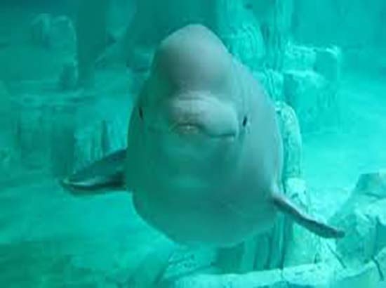 Vaquita marina, al borde de la extinción; hay menos de 100