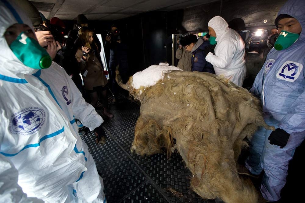 Yuka, el cadáver de mamut con 40 mil años de existencia en Rusia