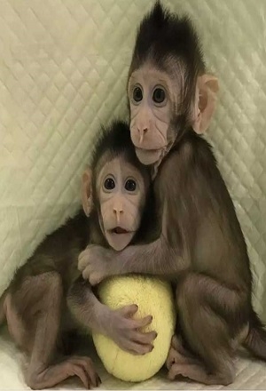 Clonan monos bajo el método usado para la oveja “Dolly”
