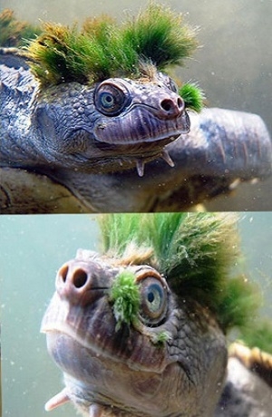 Tortuga “Punk” ingresa a la lista de animales en peligro de extinción