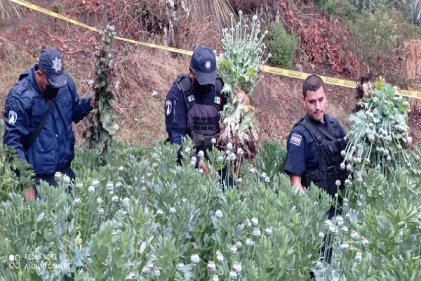 Terreno con 250 plantas de amapola es localizado en Ixtacamaxtitlán