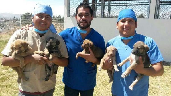 ¿Cómo adoptar un perro en Puebla?