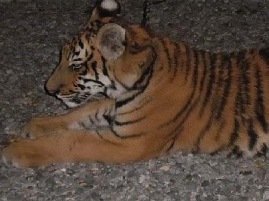 Profepa rescata a tigre de bengala de un restaurante en Oaxaca