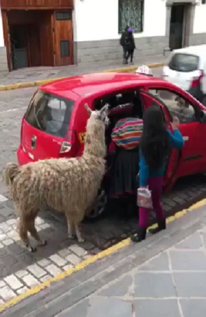 VIDEO: Conoce a la llama que viaja en taxi