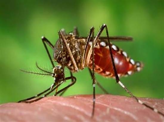 Virus Chikungunya llega a México