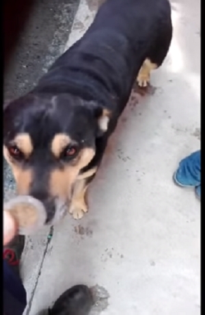 VIDEO: Conoce a “Cabrón”, el perro que pide dinero para comprar salchichas