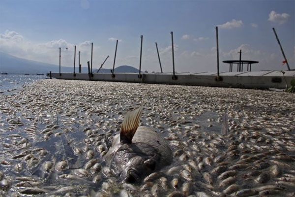 Suman 4 millones de peces muertos en laguna de Jalisco