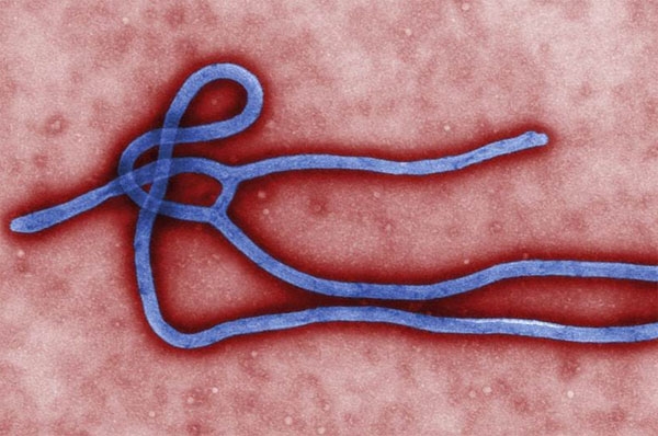 OMS espera que vacuna contra el ébola esté lista en 2015