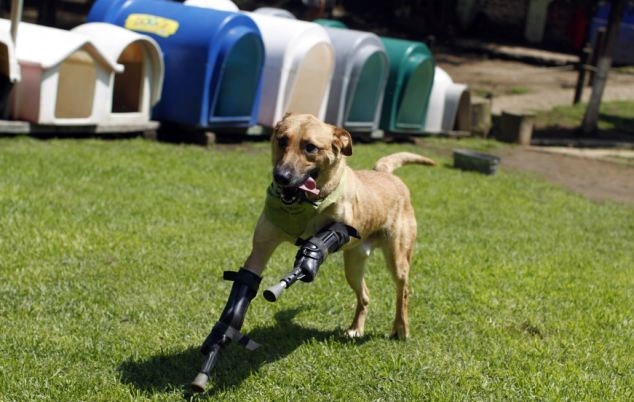Pay de Limón, perro mutilado por el crimen organizado en Zacatecas