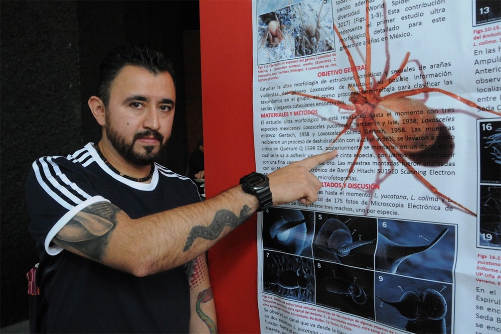 Científico descubre en Puebla nueva especie de araña violinista