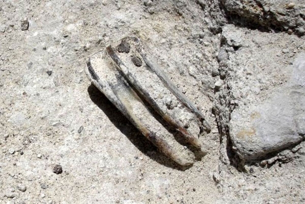 FOTOS: Descubren bisonte de 11 mil años en casa de Chilpancingo