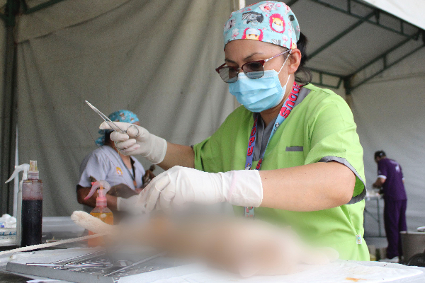 SSA realiza esterilización de mascotas en Hueytamalco durante “Martes Ciudadano”