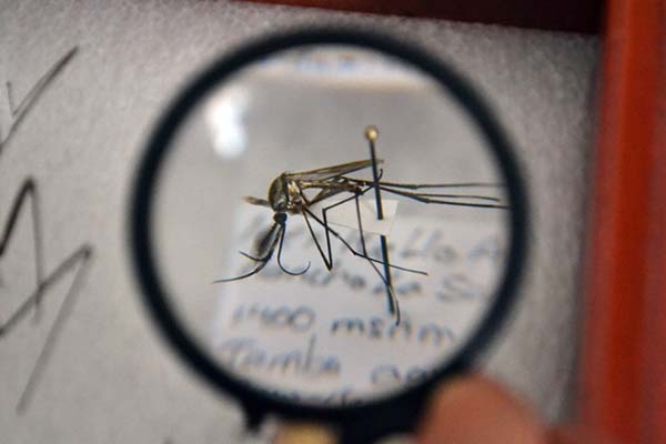 En la BUAP encuentran especies de insectos que no estaban registradas en Puebla