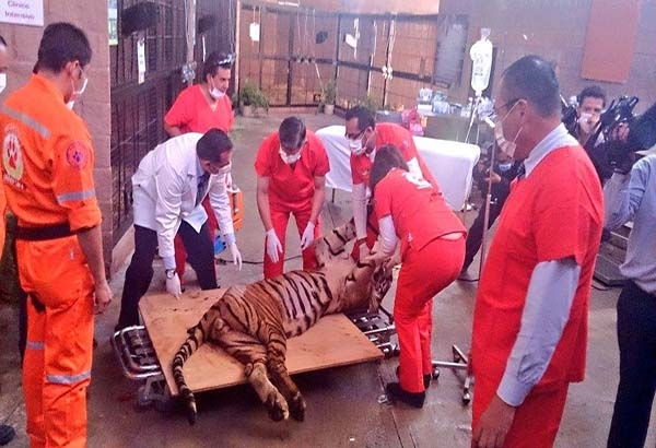 Semarnat revisa  evolución de oso Invictus, tigre Cucho y leona Morelia