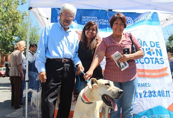 Perros y gatos en busca de hogar en el barrio de Analco