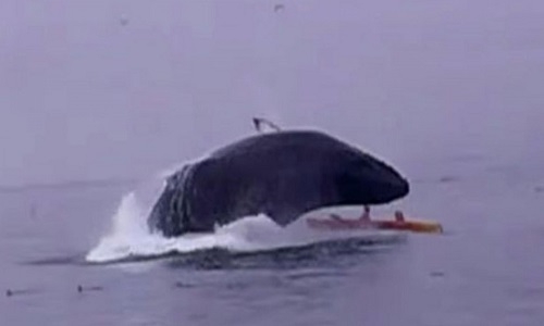 VIDEO: Ballena casi aplasta a personas de kayak en California