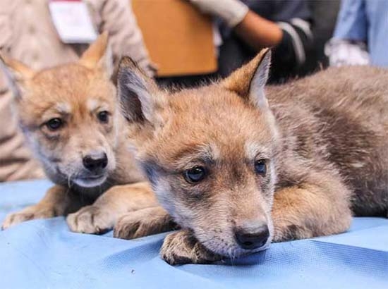Nacen Lobos Mexicanos en zoológico del DF