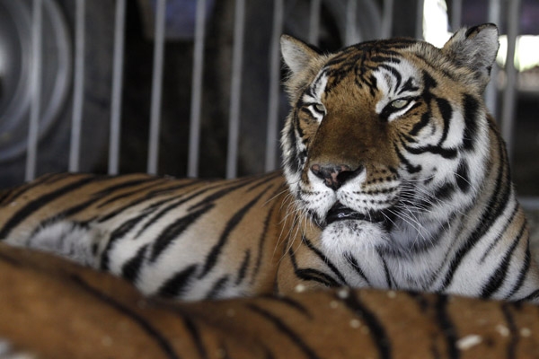 Amozoc, cuarto municipio de Puebla en prohibir animales en circos