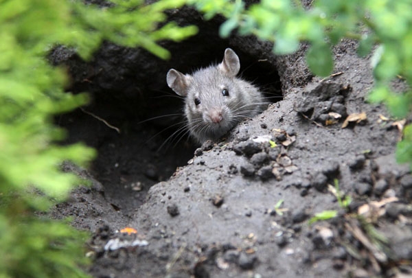 Persiste plaga de ratas en jardineras del zócalo de Puebla