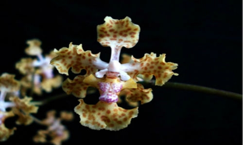 Descubre nueva especie de orquídea en Panamá