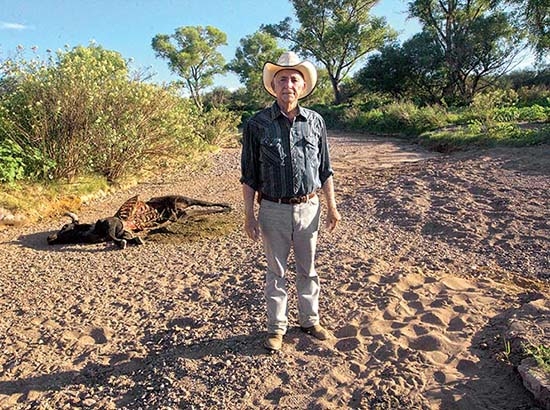Ganado empieza a morir por derrame en Sonora