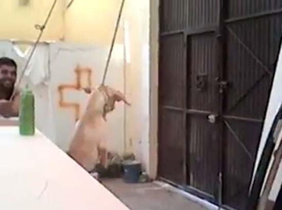 Secuestran a perro, lo cuelgan y exhiben maltrato en video