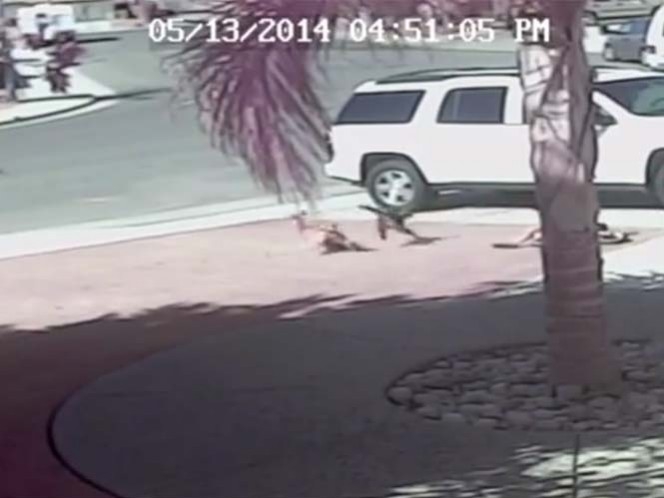 VIDEO: Gato salvó a su pequeño dueño del ataque de un perro