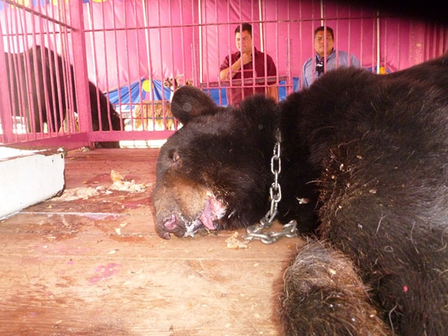 FOTOS: Profepa asegura animales maltratados en circo de Yucatán