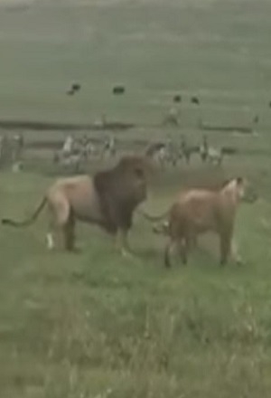 VIDEO: Perro enfrentó a dos leones y…