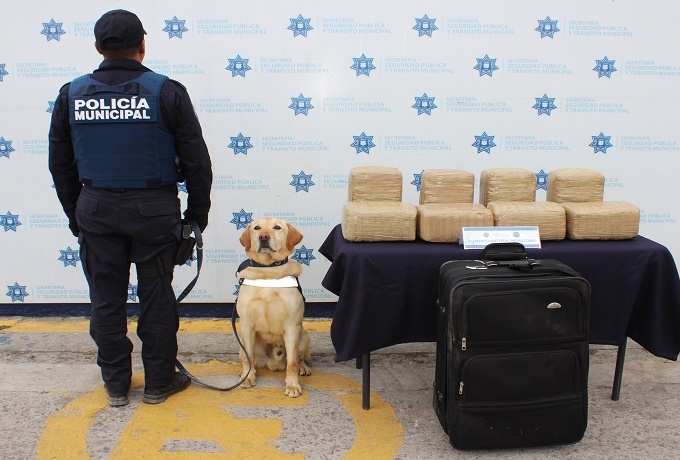 Grupo K-9 ubicó maleta abandonada con 19 kilos de marihuana en la colonia Cleotilde Torres