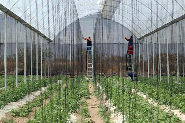 SDR impulsa créditos para 257 medianas empresas agroalimentarias