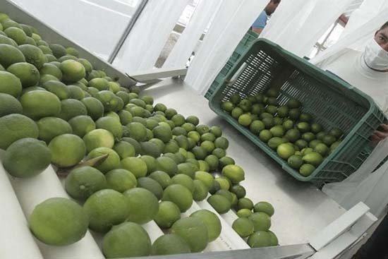 Precio del limón bajó 42.7% en una semana