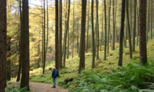 Global ForestWatch, plataforma on line para protección de bosques en el mundo
